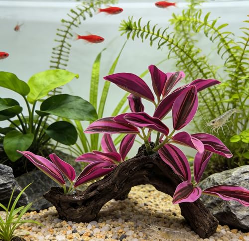 M2cbridge Fish Tank Plastic Soft Grass Artificial Betta Water Plants Decoration Goldfish Hide 2pcs (Purple) - color: Purple