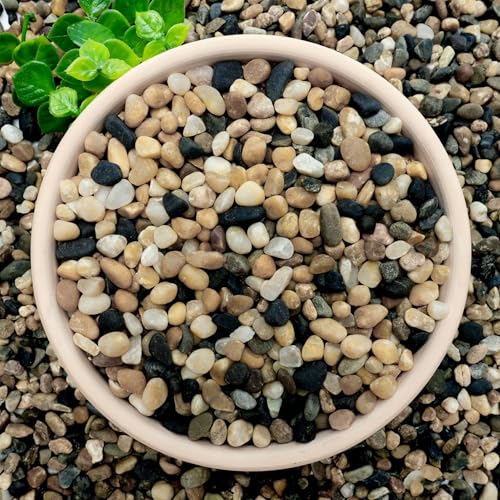 6 lb Aquarium Gravel, 1/4" Ph-Natural Pea Gravel for Fish Tank,Small River Rocks for Plants, Decorative Aquarium Pebbles for Vase Fillers, Landscaping, Succulent, Cactus, Terrarium, Bird Bath