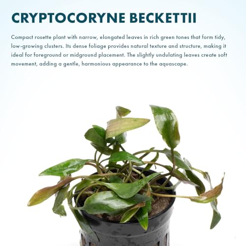SubstrateSource Cryptocoryne Live Aquarium Plants - Freshwater Plant for Aquariums, Planted Fish Tanks - Beginner Friendly (Beckettii, 1 Pot (3-5 Plants)) - color: Becketii, size: Pot
