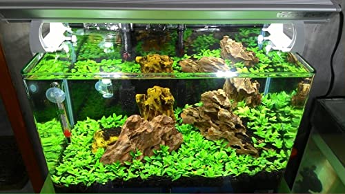 Tissue Culture Live Aquarium Plants | in Vitro Freshwater Aquatic Plants for Small Aquariums and Foreground (Staurogyne Repens) - style: Staurogyne Repens