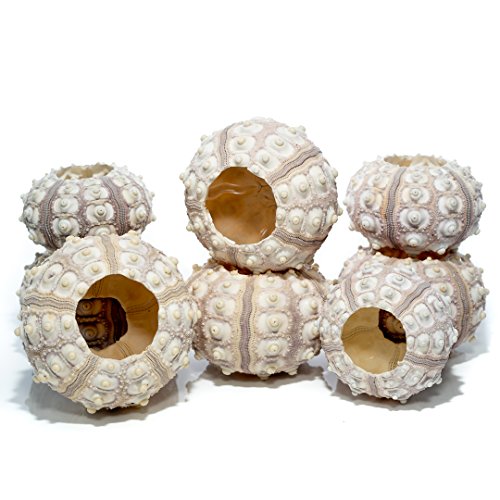 Nautical Crush Trading Sea Urchins Shells for Air Plants - 8 Purple Sputnik (1.5-3") Sea Urchin Shells - Hanging Air Plant Holder - Air Plants Live Holders - Air Plant Pot - No Plants Included - size: 8 Pack