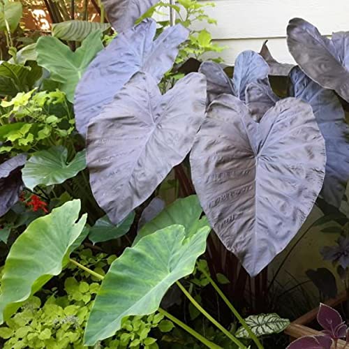 Black Coral Taro, a Great Live Pond Plant for Your Water Garden. Filters koi and Goldfish Ponds. Good for Bogs, Plant Shelf or Shallow Water This marginal Aquatic is a Real Beauty - color: Black Coral Taro