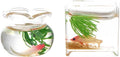 2Pcs Miniature Fish Bowl,1: 12 Miniature Glass Goldfish Tank Desktop Dollhouse Ornaments for Garden Scene Decor Mini Dollhouse Accessories