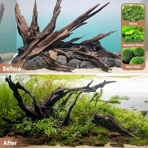 Jorewood Natural Large Aquarium Driftwood for Fish Tanks & Reptile Terrariums – 100% Safe Fish Tank Decorations, 2-Piece 10-14 Inch Unique Twisted Branches Low Tannin, Easy to Sink - size: Mopani Driftwood 10 to 14 Inch (Pack of 2)