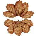 SunGrow Catappa Indian Almond Leaves, 7-8 Inches,10 Catappa Leaves for Betta Fish, Aquarium Water Conditioner, Tank Decoration, Freshwater Tank Accessories, Betta Fish Care, Aquatic Leaf Litter