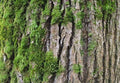 24X12 Inch Tropical Moss & Bark Reptile Tank Background – Realistic Forest Trunk Texture Moisture-Friendly Polyester Backdrop for Dart Frogs & Crested Geckos - size: 24X12in