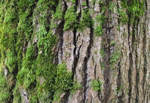 24X12 Inch Tropical Moss & Bark Reptile Tank Background – Realistic Forest Trunk Texture Moisture-Friendly Polyester Backdrop for Dart Frogs & Crested Geckos - size: 24X12in