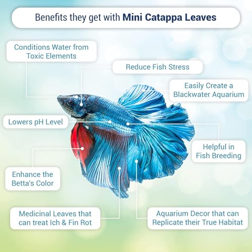 SunGrow 50 pcs Catappa Indian Almond Leaves – 2” Water Conditioner for Betta Fish Tank, Aquarium Leaf for Fish Breeding, Shrimp, Goldfish, Guppy & Frogs