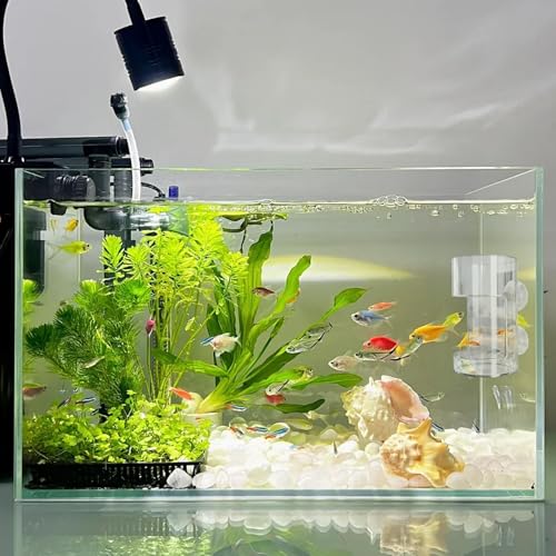 No Mess Aquarium Feeder, Acrylic Clear Fish Tank Feeder with Suction Cup, Preventing Food Scattering Feeding Tray Hollow Floating Sinking Shrimp Food Holders (1, Round + Square) - color: Round + Square