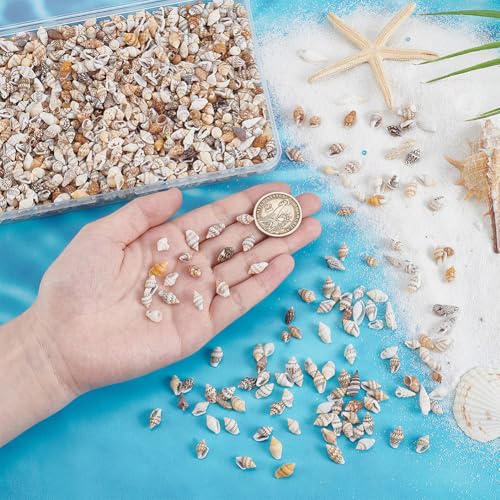 PH PandaHall 1290pcs Tiny Sea Shells No Hole Seashells Natural Conch Seashell Bulk for Resin Crafts Candle Making Vase Fillers Fish Tank Mirror Decoration Oceaan Beach Theme Party 7~15mm