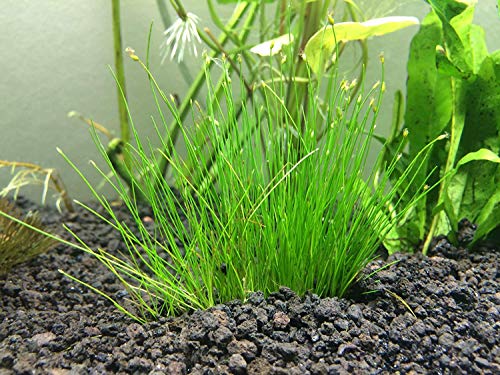Tissue Culture Live Aquarium Plants | in Vitro Freshwater Aquatic Plants for Small Aquariums and Foreground (Dwarf Hairgrass) - style: Dwarf Hairgrass