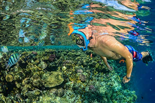 OCEAN REEF - Aria QR + Quick Release Snorkeling Mask - Full Face Snorkeling Mask - 180 Degree Underwater Vision - 8 Colours and 4 Sizes - color: Blue, size: Small-Medium