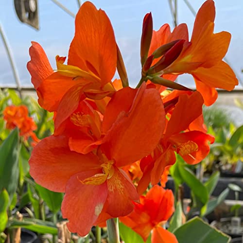 Chalily Canna ‘Chiquita Punch’, a Great Live Pond Plant for Your Water Garden. Filters The koi and Goldfish Pond. Good for Bogs, Plant Shelf or Shallow Water This marginal Aquatic is a Real Beauty - color: Canna 'Chiquita Punch'
