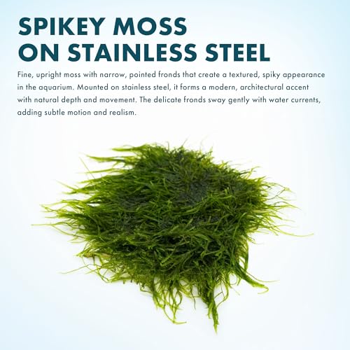 SubstrateSource Live Aquarium Plants on Driftwood, Lava Rock, Moss, Fiber Mat - Freshwater Fish Tanks - Easy, Beginner Friendly (Spiky Moss on Stainless Steel) - color: Spiky - Stainless Steel, size: 1 Pack