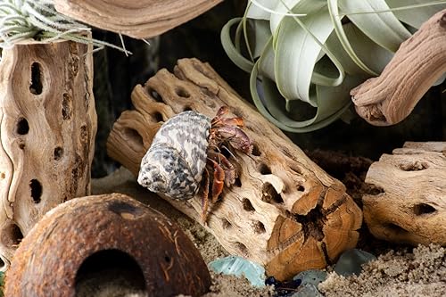 SuperMoss Cholla Wood 6" Terrarium Aquariam Decoration or Plant Succulant Airplants 3pk