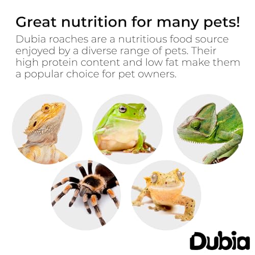 100 Small 1/2 Inch Dubia Roaches Live, Ideal for Amphibians & Invertebrates, Nutritious & Easy to Keep Live Cockroaches, Perfect for Reptiles, Birds, Rodents, Fish, and More