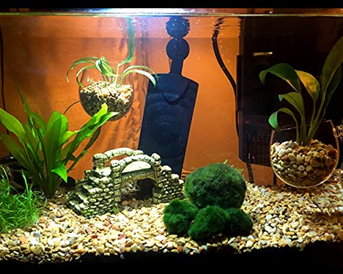 DS. DISTINCTIVE STYLE Aquatic Plant Cups 2 Pieces Crystal Glass Plant Pot with 2 Suction Cups for Aquarium Decoration