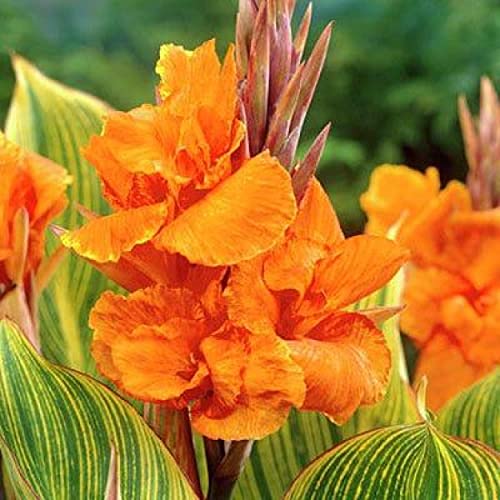 Canna ‘Pretoria’, a Great Live Pond Plant for Your Water Garden. Filters koi and Goldfish Pond. Good for Bogs, Plant Shelf or Shallow Water This marginal Aquatic is a Real Beauty - color: Canna 'Pretoria'