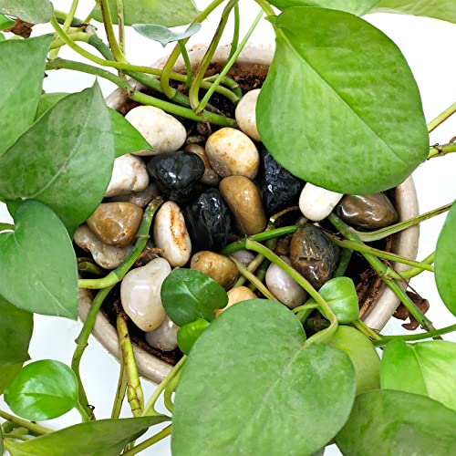 1lb Polished Pebbles for Plants,Gardens, Décor, Landscaping, Succulent, Terrarium, Decorative Rocks-Natural Stone Pebbles,Smooth Mixed Color Pebbles Gravel,Outdoor Decorative Stones