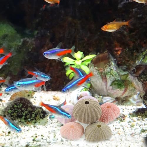 POPETPOP 6Pcs Natural Sea Urchin Shell Air Plant Holders 2.16In Miniature Flower Pots Aquarium Landscape Tabletop Decor Versatile Indoor Outdoor Planters