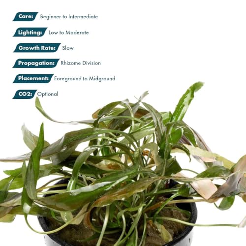 SubstrateSource Live Plants - Cryptocoryne Axelrodi (Cryptocoryne axelrodi) - Low to Medium Light, Olive to Reddish-Brown Freshwater Aquatic Plant, Midground Placement for Aquascaping - Pot, 1 Pack - color: Axelrodi, size: Pot