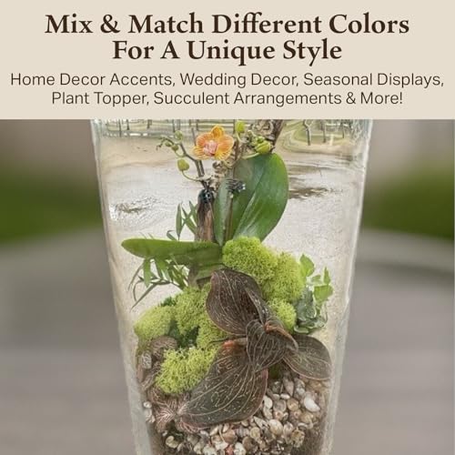 Preserved Reindeer Moss - Moss for Crafts, Home Decor, Art, Design & DIY Projects - Non-Toxic - USA Made (Spring Green, Small) - color: Spring Green, size: Small