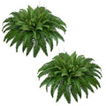 42In Artificial Boston Ferns Bush, Set of 2 Large Faux Ferns Plants, 79 Branches Fake Ferns for Home Living Room Decor, Indoor and Outdoor. - size: 2 PCS-42"