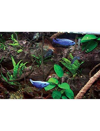 T-Rex Aquarium Decor - Rocky Shoals Background - 10 Gallon