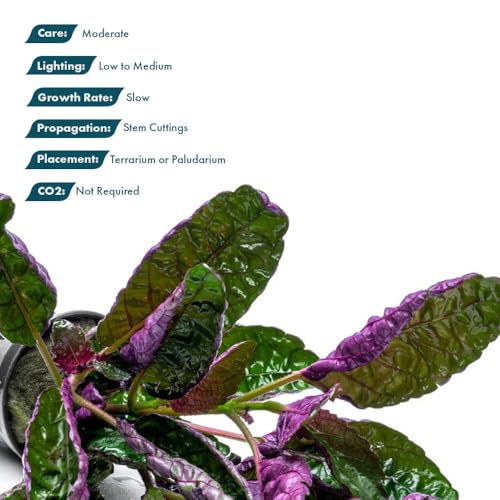 SubstrateSource Live Jungle Plants - Hemigraphis colorata (Hemigraphis sp.) - Low to Medium Light, Purple Green, Terrarium or Paludarium, Decorative Rosette Foliage - Pot - color: Hemigraphis Colorata, size: Pot