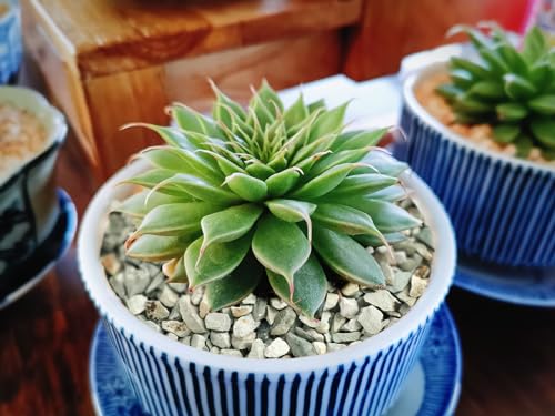 Boniosz 5lb Succulents and Cactus Green Zeolite, Décor & Additive Rocks, Natural Decorative Gravel for Bonsai, Fairy Gardening, DIY Projects, Vases Fillers, Terrarium - color: Green Zeolite, size: 5lb