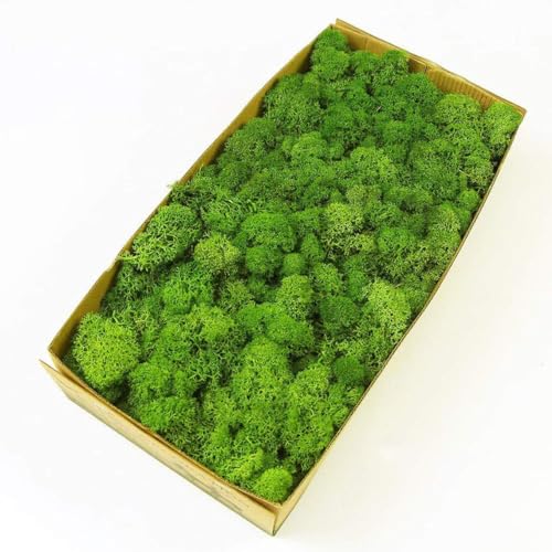 Preserved Reindeer Moss Natural Green DIY Kit Gardenning Art Wall Decor Florist Decor Easter Table Decor Wedding - color: Green-02, size: 0.85 lb