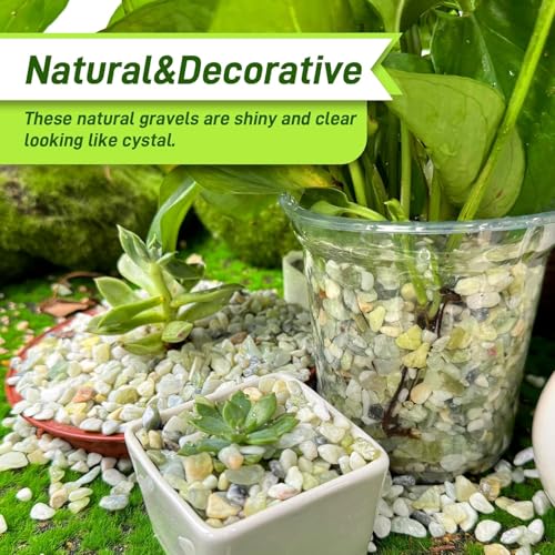 45lb Jade Bean Stone,1/4 Inch Bonsai DIY Rocks, Natural Succulent Rock and River Rocks Decorative for Aquariums, Vases, Terrarium, Outdoor Gardening, Top Dressing for Potted Plants - color: Light Green, size: 45 lb(new)