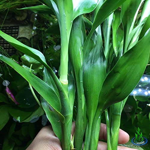 Dracaena Sanderiana Green 3 Bundles Lucky Bamboo Freshwater Live Aquarium Plants Background Fish Tank Decoration