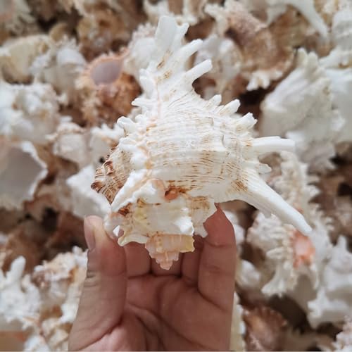 YZHZOM 4 Pack 4-5 inches Conch Shells for Decorating air Plant Holders Unique Succulent Pot Betta Fish Tank Decoration Aquarium décor Fish House for Aquarium Beach Theme Party (No Plants)