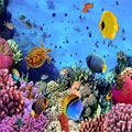 AOFOTO 8x8ft Underwater Ocean Coral Reef Backdrop Under The Sea Tropical Fish Sea Turtle Marine Life Photography Background Seabed World Nature Scene Aquarium Decor Kids Portrait Photo Shoot Props - size: 8x8ft