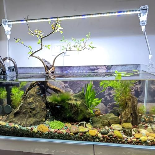6 Pack Veggie Aquarium Seaweed Clips Fish Food Holder Wide Mouth Clips Plants Suction Cups Algae Clip for Freshwater and Marine Fish Tank (Mixed Clip) - size: Mixed