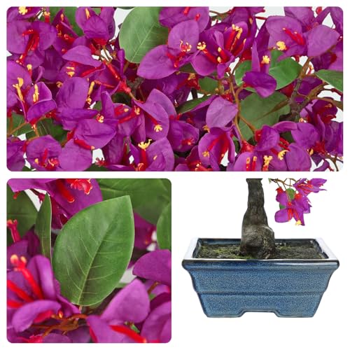 Briful Artificial Bougainvillea Tree in Blue Pot 18.5" Tall Faux Bougainvillea Floral Tree Tropical Silk Fake Bougainvillea Plant for Home Office Living Room Table Décor(Purple) - color: Purple 18.5in, size: 1ft 4in