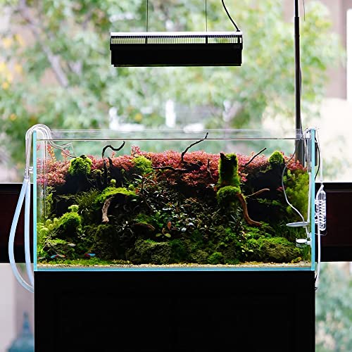 SubstrateSource Peacock Moss on Mesh Live Aquarium Plant - Freshwater Fish Tank Decorations for Natural Aquatic Decor - color: Peacock - Stainless Steel, size: 1 Pack