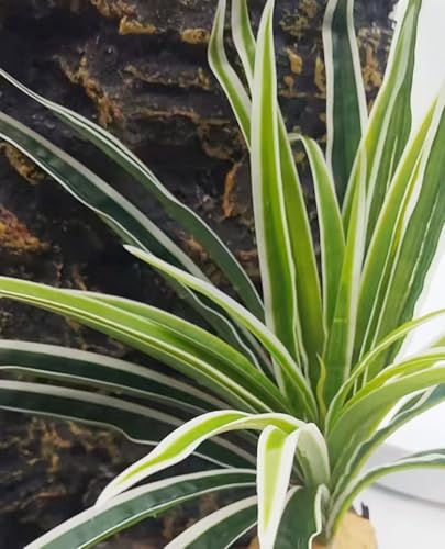 Reptile Terrarium Decor, Bearded Dragon Tank Accessories，Spider Plants for Crested Gecko Leopard Lizard Chameleon Ball Python Snake Frog - color: Fake Spider Plants