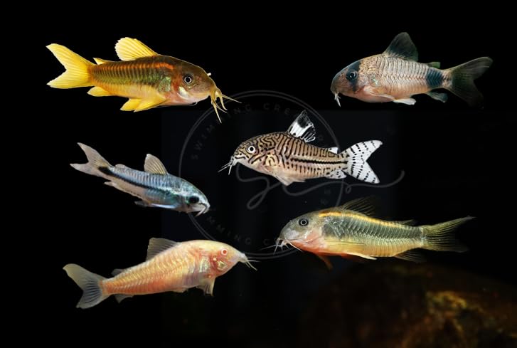 Swimming Creatures 3 PCS Assorted Corydoras Mix, Freshwater Aquarium Catfish Live Arrival Guarantee (2-3 Kinds Mix)