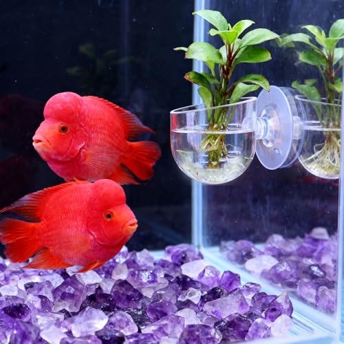 1Pcs Acrylic Transparent Aquatic Plant Cup with Suction Holder Mini Fish Tank Worm Feeder Aquarium Decoration Tool (Small,3.5 * 5 * 4cm) - color: Small,3.5*5*4cm