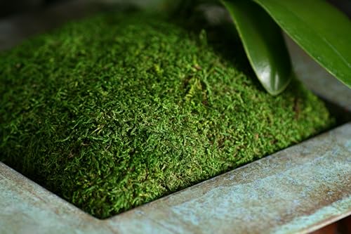SuperMoss (21485) Sheet Moss – Flat Moss for Plants, Terrariums, Wedding Decor & Crafts, Safe, Non-Toxic, Long-Lasting Green Moss for Indoor Plants, Vivariums & Green Wall Art, 175 Cu. in., Preserved