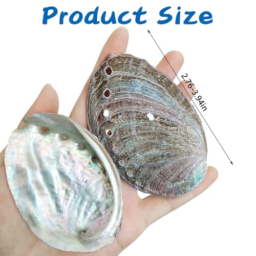 VCEPJH Betta Hammock with Suction Cups Betta Resting Spot 4 Pcs Fish Tank Accessories Decorations Shell Bed Toys for Aquarium Small Fish Natural Spawning Grounds Breeding - color: 4 Pcs Oysters