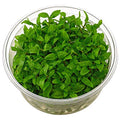 Tissue Culture Live Aquarium Plants | in Vitro Freshwater Aquatic Plants for Small Aquariums and Foreground (Staurogyne Repens) - style: Staurogyne Repens
