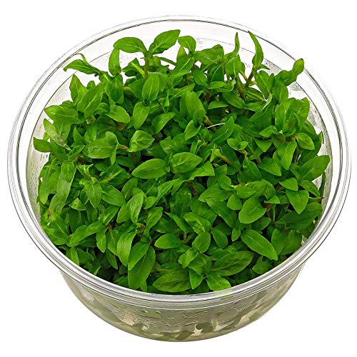 Tissue Culture Live Aquarium Plants | in Vitro Freshwater Aquatic Plants for Small Aquariums and Foreground (Staurogyne Repens) - style: Staurogyne Repens
