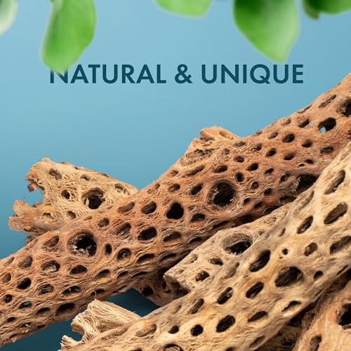 SubstrateSource Natural Cholla Wood - Driftwood for Aquariums, Air Plant Base, Hermit Crab and Freshwater Shrimp Hideout, Fish Tank Decoration, Chinchilla Chews, Reptile Habitat Wood - 6 Inch, 5pc - size: 6 Inch, 5pc