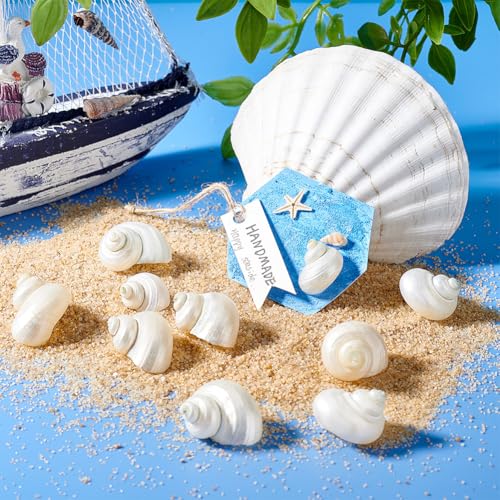 PH PandaHall 16pcs Natural Spiral Shell Beads, 0.8~1.1 Inch Mouth Turbo Seashells Undrilled Hermit Crab Shells NO Hole Shells for Home Party Wedding Decor Fish Tank Vase Filler, White