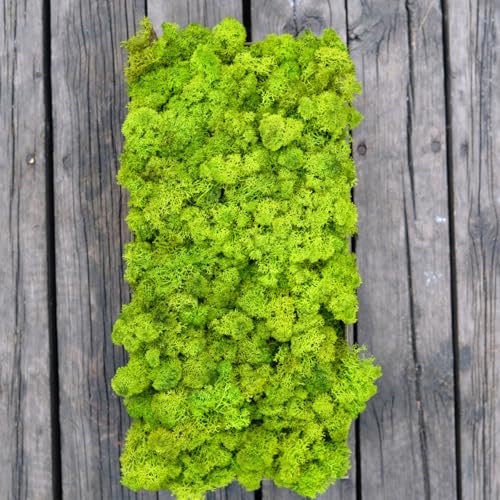 Preserved Reindeer Moss Natural Green DIY Kit Gardenning Art Wall Decor Florist Decor Easter Table Decor Wedding - color: Green-01, size: 0.85 lb
