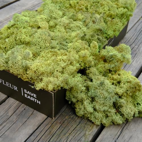 Preserved Reindeer Moss Natural Green DIY Kit Gardenning Art Wall Decor Florist Decor Easter Table Decor Wedding - color: Green-07, size: 0.85 lb