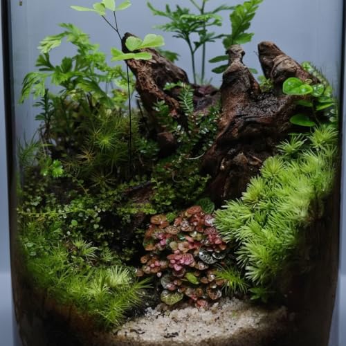 emours Natural Driftwood Small Aquarium Driftwood, 46", Natural Twisted Branches, Low-Tannin, Great for Shrimp/Betta & Nano Aquascapes, Also for Reptile Terrariums (5pcs Pack)
